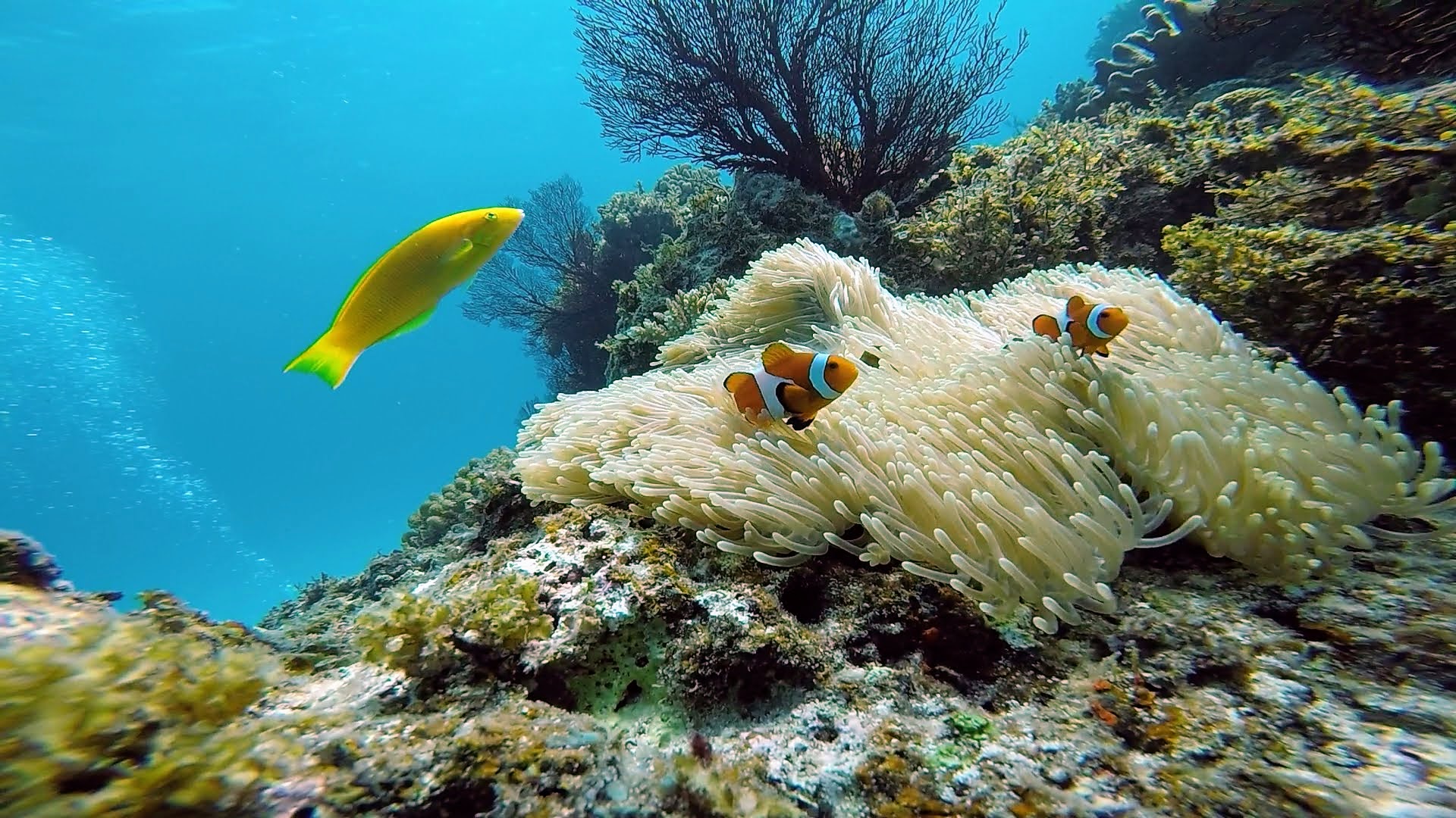 goproバッテリー互換品