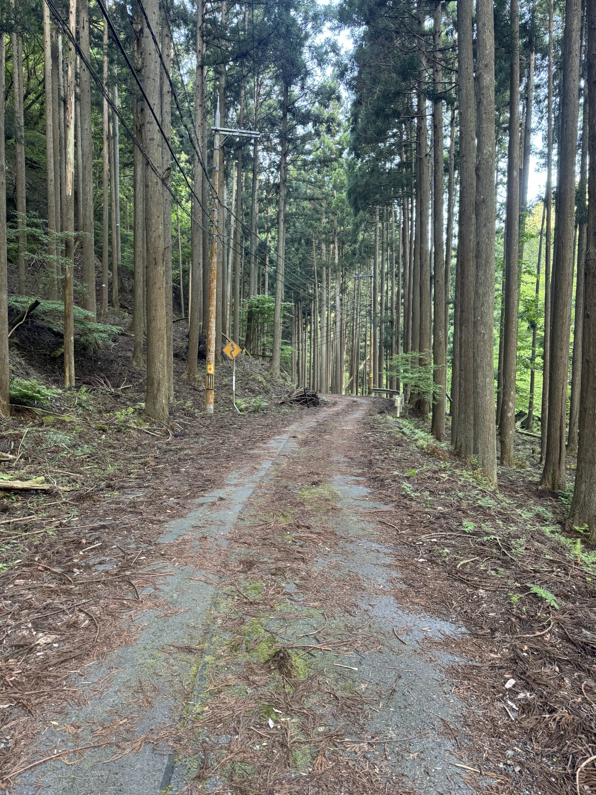 渓流ルアー釣り