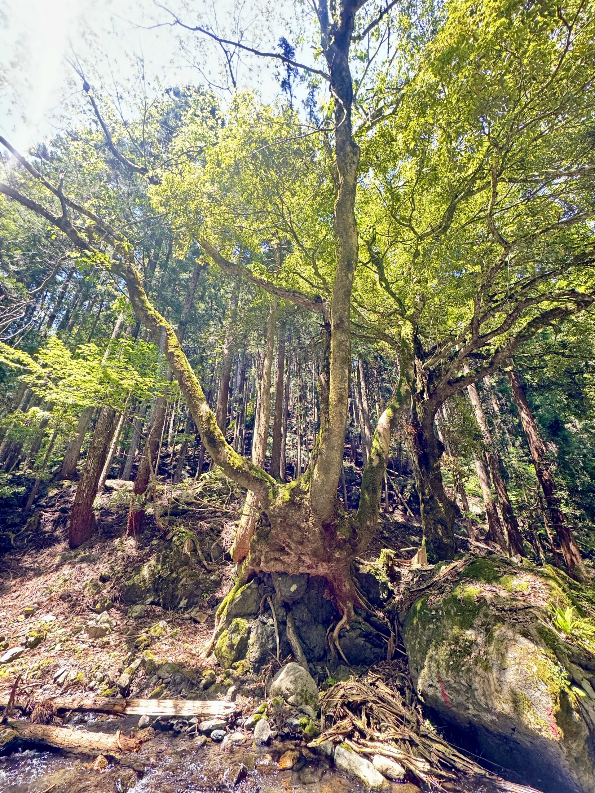 渓流ルアー釣り