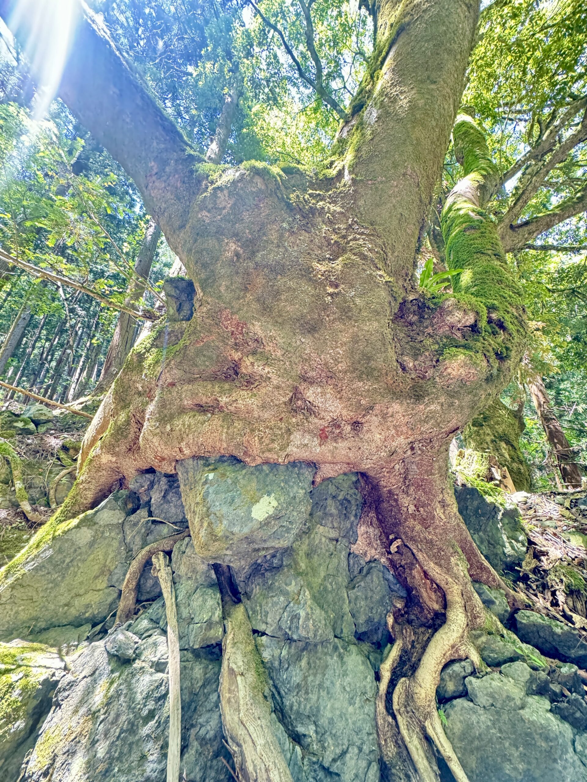 渓流ルアー釣り