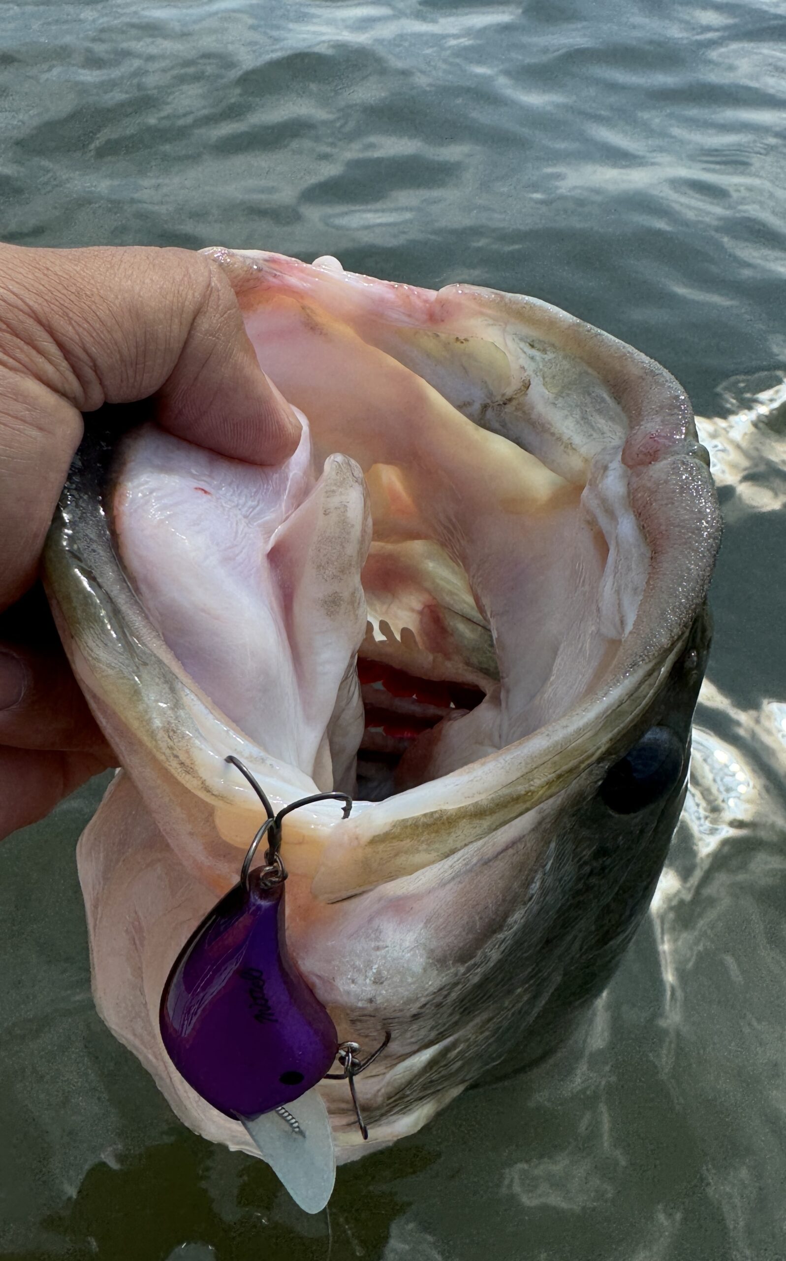 琵琶湖バスフィッシング 