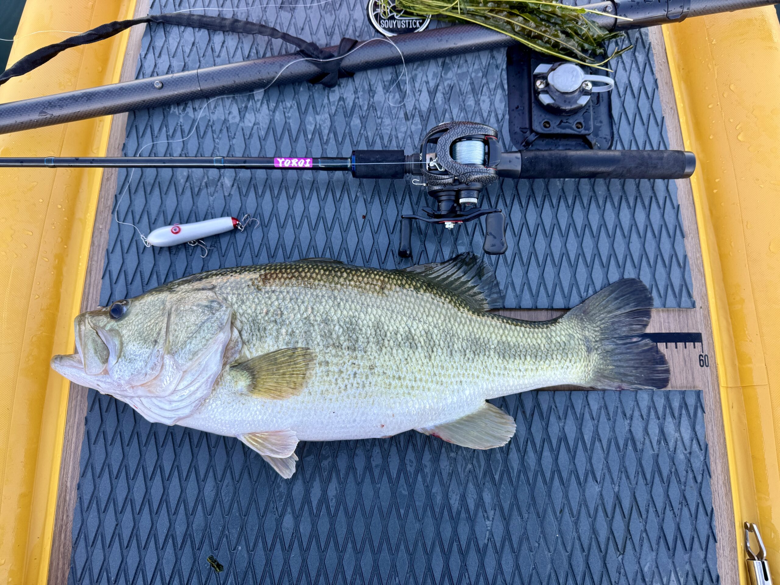 SUPフィッシング