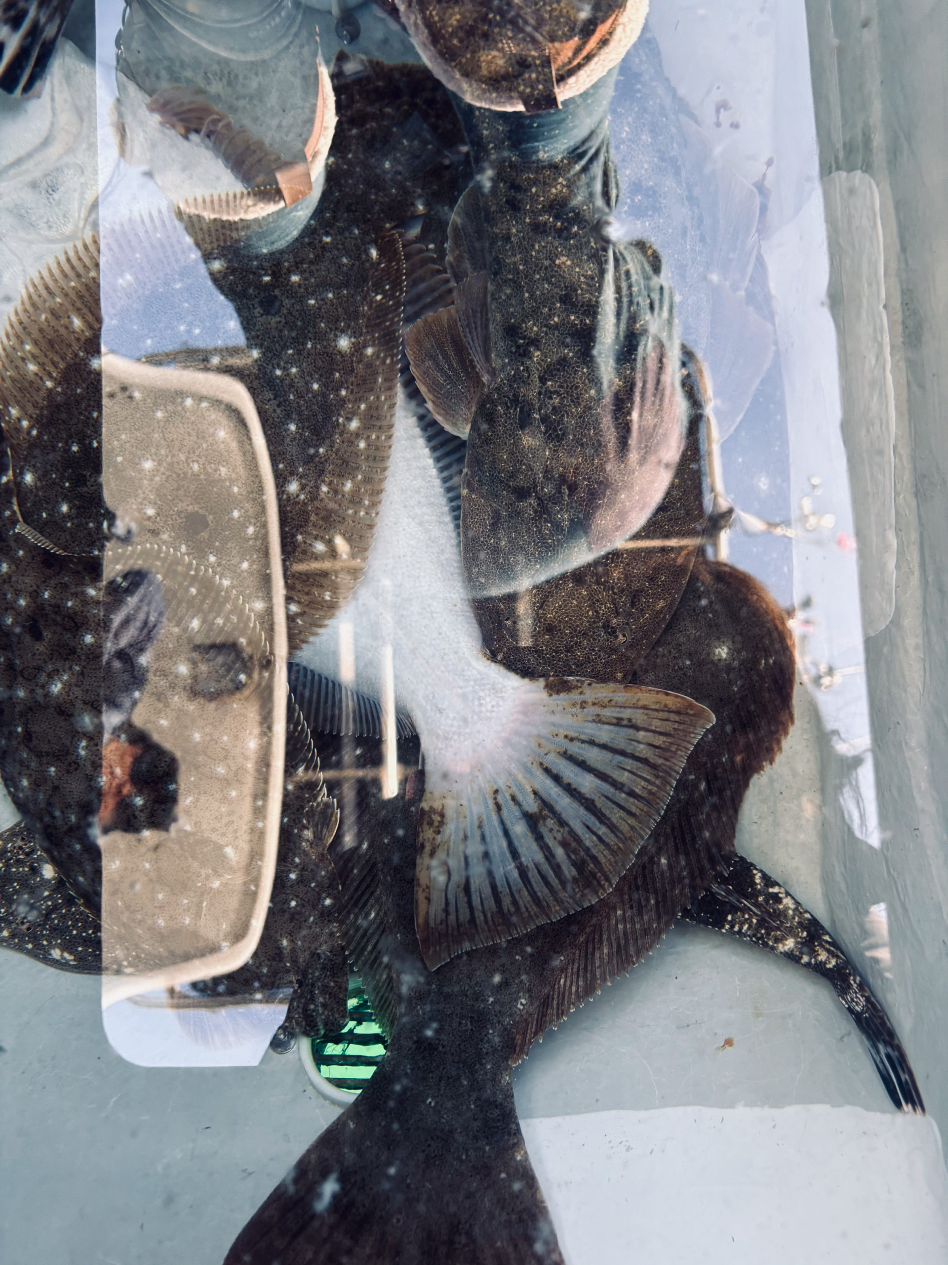 香川県ヒラメ釣り