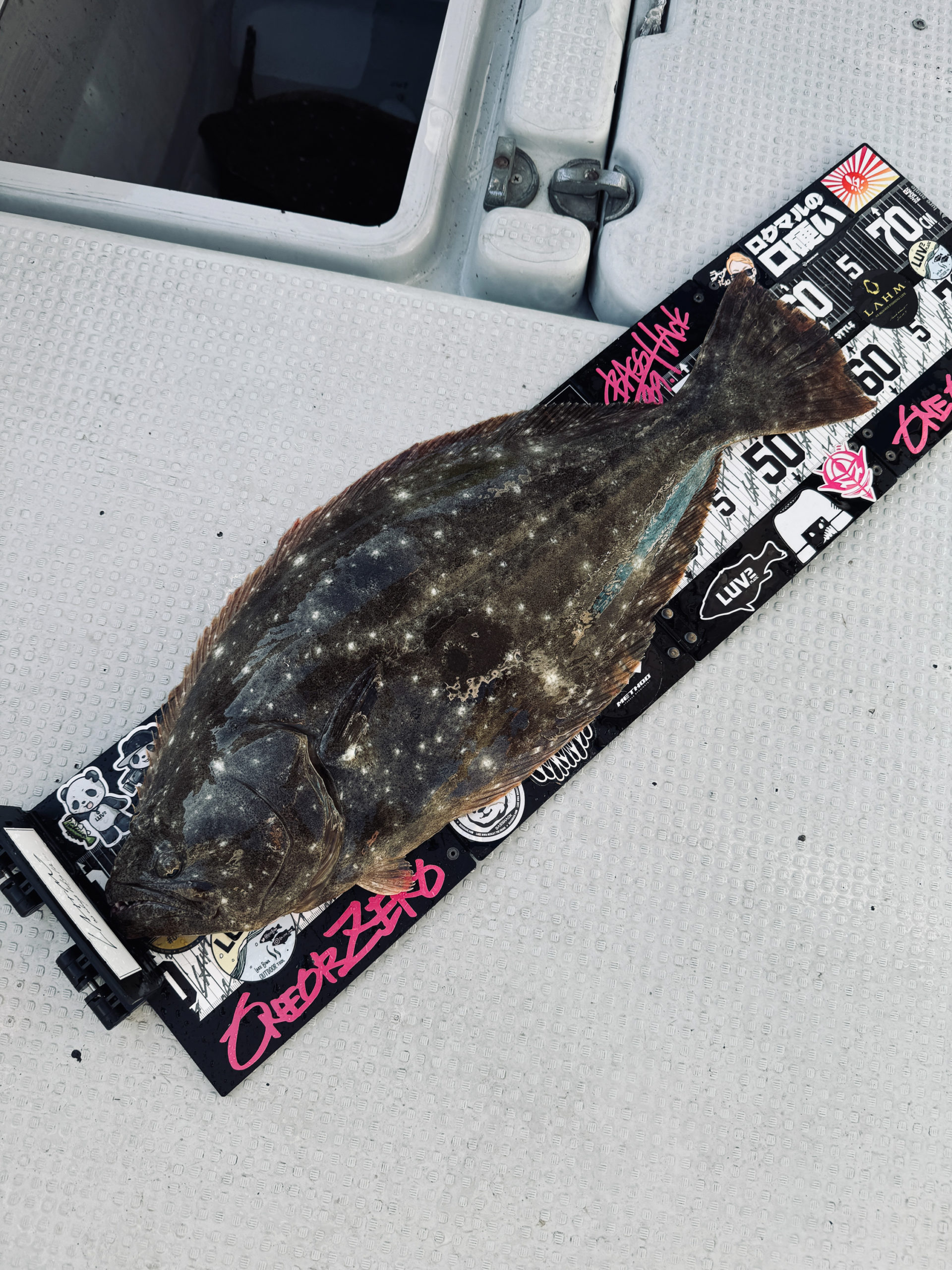 香川県ヒラメ釣り