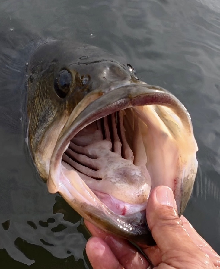 クランクベイト